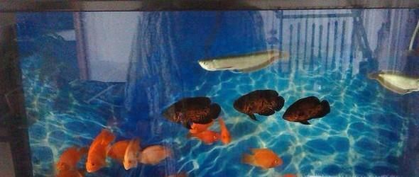 家居养鱼的六条风水常识