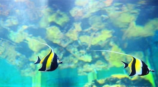 家居养鱼的六条风水常识