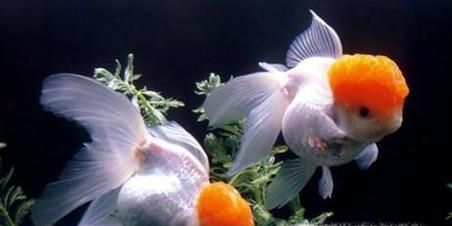 家居养鱼的六条风水常识