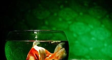 家居养鱼的六条风水常识