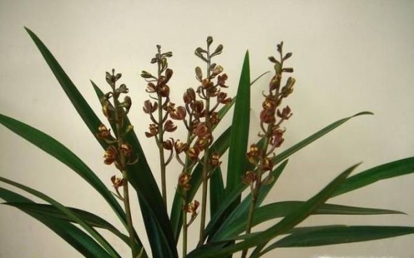 墨兰叶子发黄怎么办