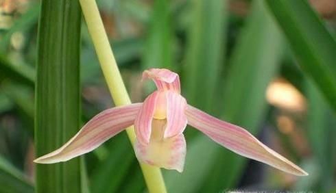 墨兰叶子发黄怎么办