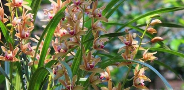 墨兰叶子发黄怎么办