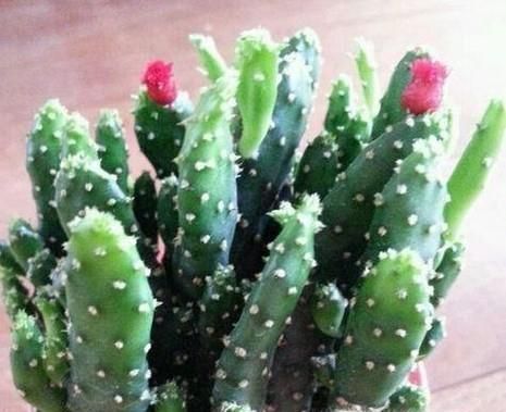 姬珊瑚怎么养？