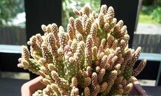 姬珊瑚怎么养？