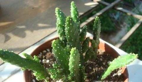 姬珊瑚怎么养？