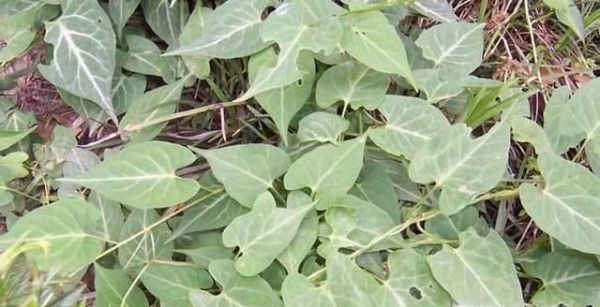 怎样种植何首乌