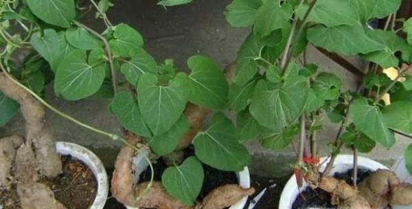 怎样种植何首乌