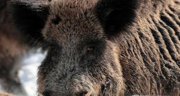 野猪吃庄稼怎么办