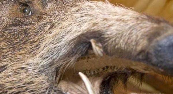 野猪吃庄稼怎么办