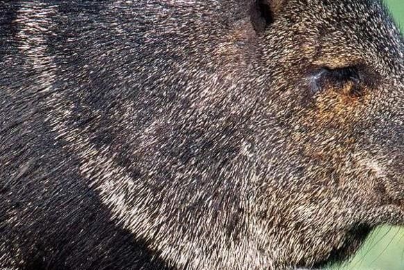 野猪吃庄稼怎么办