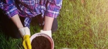 鸳鸯茉莉的养殖方法和注意事项