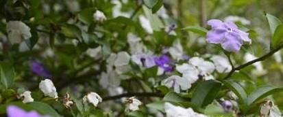 鸳鸯茉莉的养殖方法和注意事项