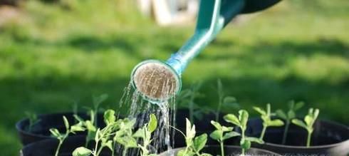 鸳鸯茉莉的养殖方法和注意事项