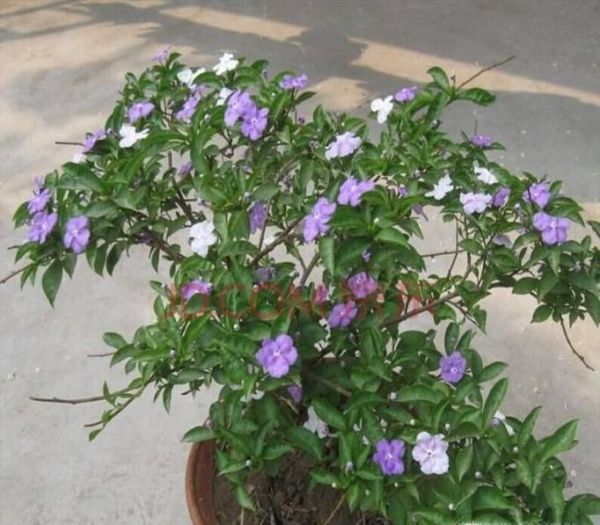 鸳鸯茉莉的养殖方法和注意事项