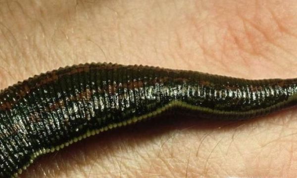 如何抓更多水蛭？