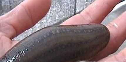 如何抓更多水蛭？