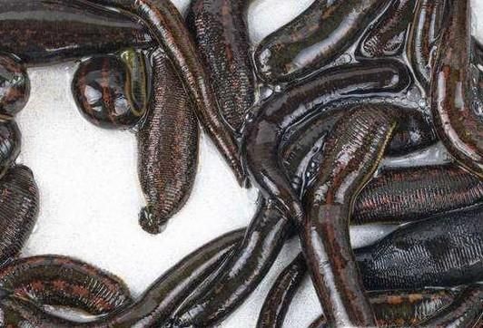 如何抓更多水蛭？