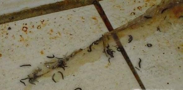 蛾蚋幼虫进入人体怎么办