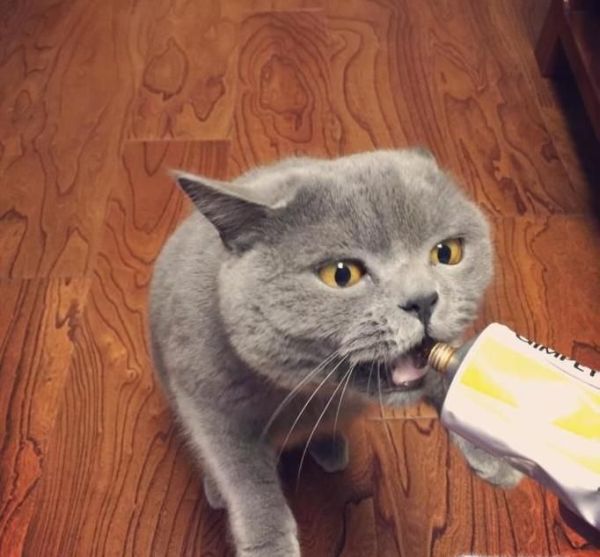 饲养英短蓝猫的方法