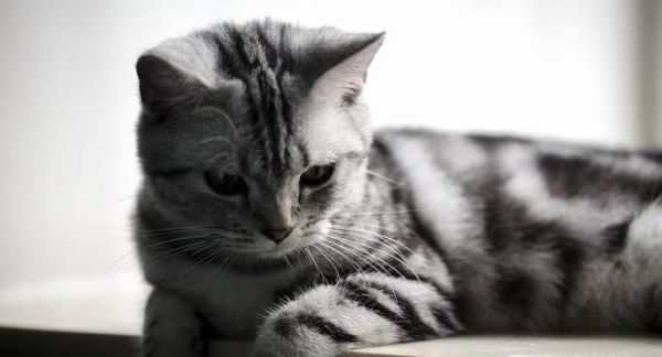 饲养英短蓝猫的方法