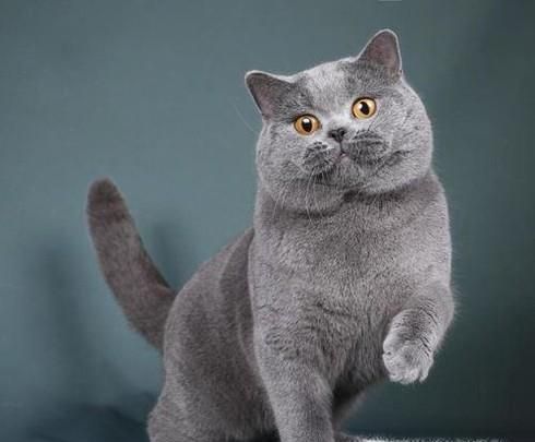 饲养英短蓝猫的方法
