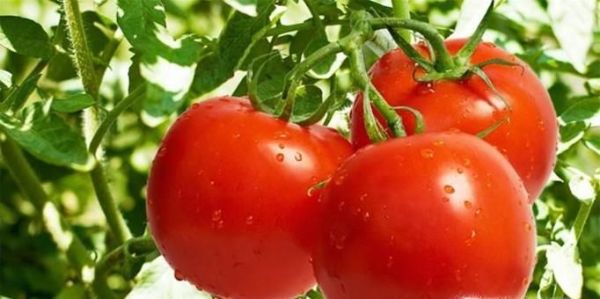 西红柿生吃好还是熟吃好