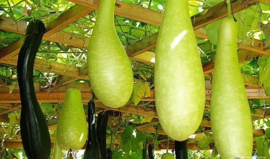 瓠子不能和什么同吃