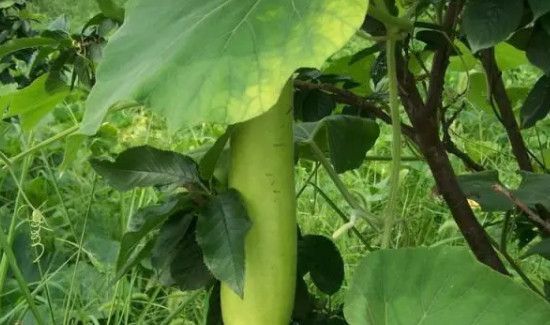 瓠子不能和什么同吃