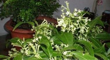 简单有效而又健康的驱蚊方法