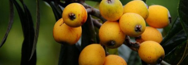 枇杷膏用什么锅熬制