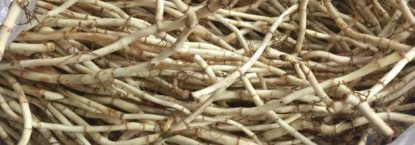 鱼腥草不能和什么一起吃