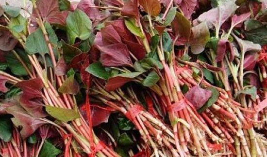 鱼腥草不能和什么一起吃