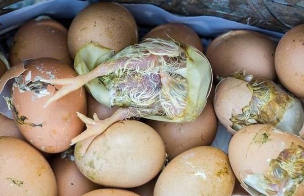 在家如何孵小鹅