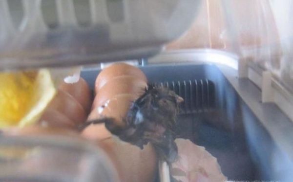 在家如何孵小鹅