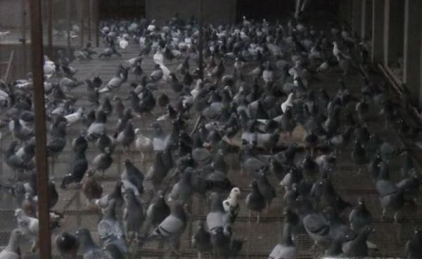 怎样养鸽子繁殖快