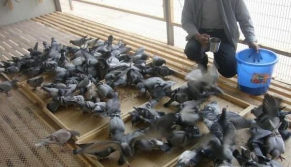 怎样养鸽子繁殖快