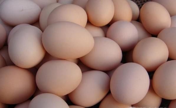 在家如何孵小鹅