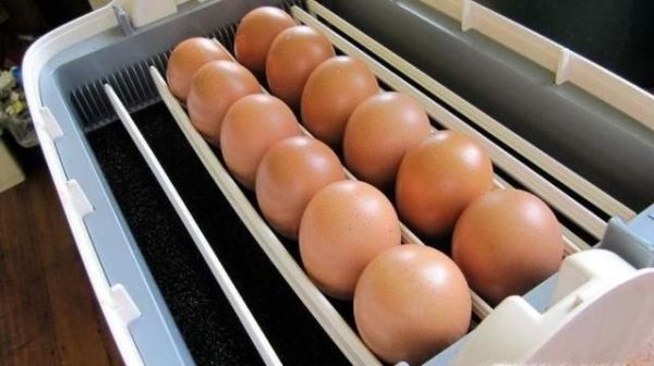 在家如何孵小鹅