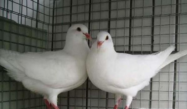 怎样养鸽子繁殖快