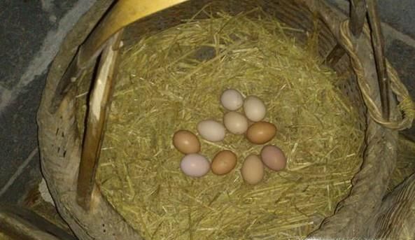 在家如何孵小鹅