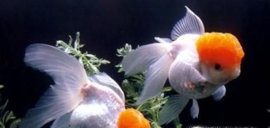 荷花缸养鱼如何保持水清澈