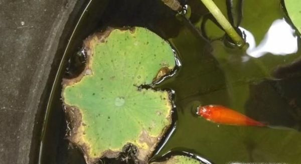 荷花缸养鱼如何保持水清澈