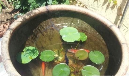 荷花缸养鱼如何保持水清澈