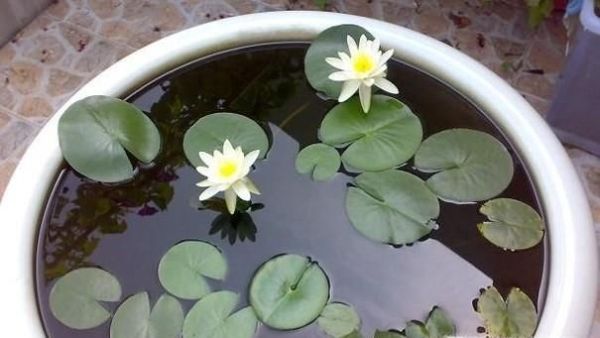 荷花缸养鱼如何保持水清澈