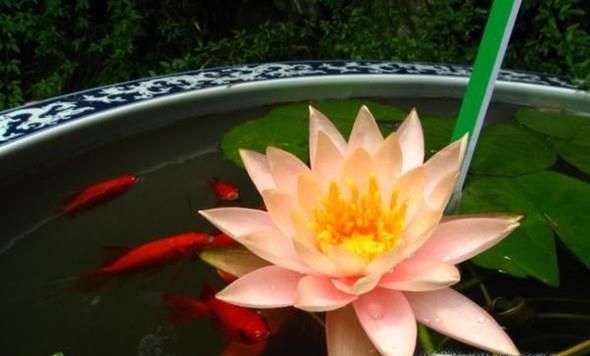 荷花缸养鱼如何保持水清澈