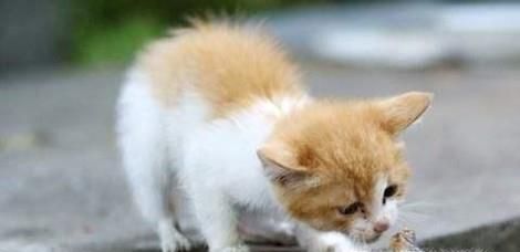 猫咪应该怎么吃鱼才健康?