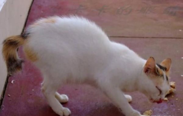 猫咪应该怎么吃鱼才健康?