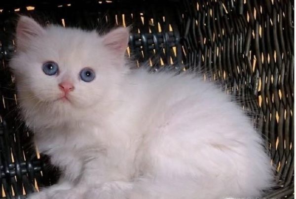 猫咪应该怎么吃鱼才健康?