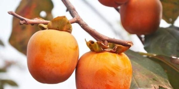 喝酒之后不能够吃什么？